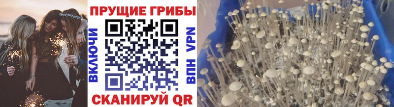Псилоцибиновые грибы Psilocybine cubensis  Купить  Горячеводский 
